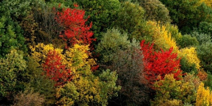 خزان دیرهنگام در جنگل‌های شمال