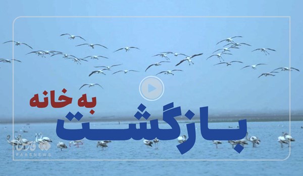 فیلم | بازگشت پرندگان به خلیج گرگان