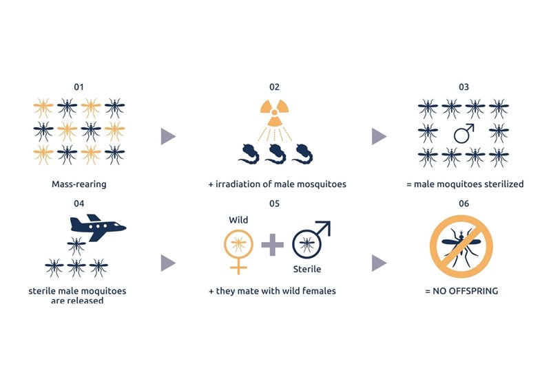 هسته‌ای در کشاورزی – 3|تکنیک «عقیم‌سازی آفات نر» با پرتودهی