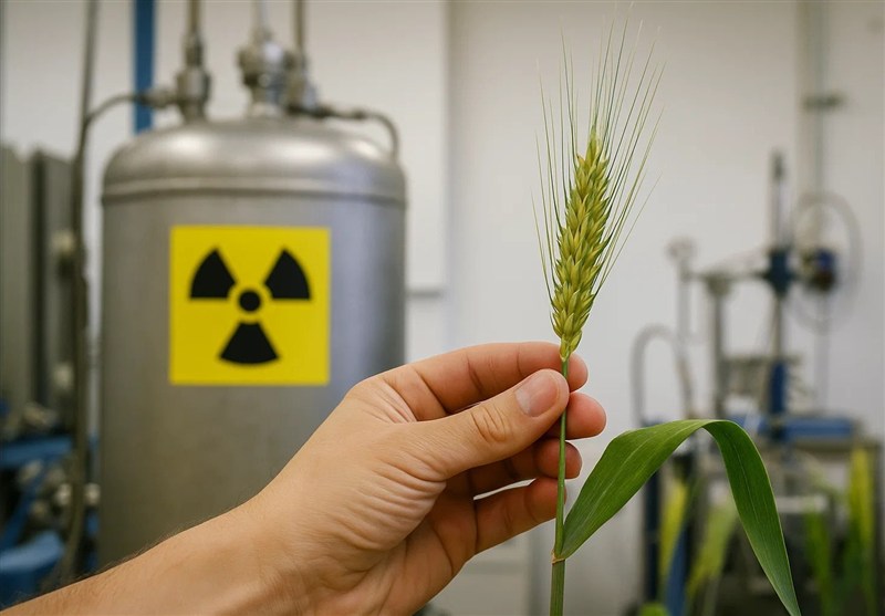 هسته‌ای در کشاورزی ـ 11 | بهبود تاب‌آوری در برابر تنش‌های اقلیمی با فناوری هسته‌ای