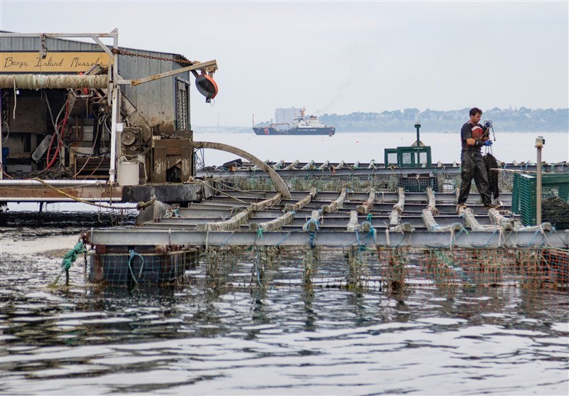 زنگ خطر در خزر؛ تغییر اجباری استراتژی باکو از صید سنتی به آبزی‌پروری صنعتی